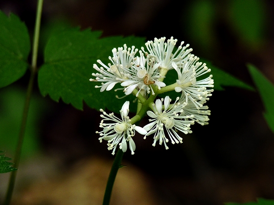 {Actaea pachypoda}
